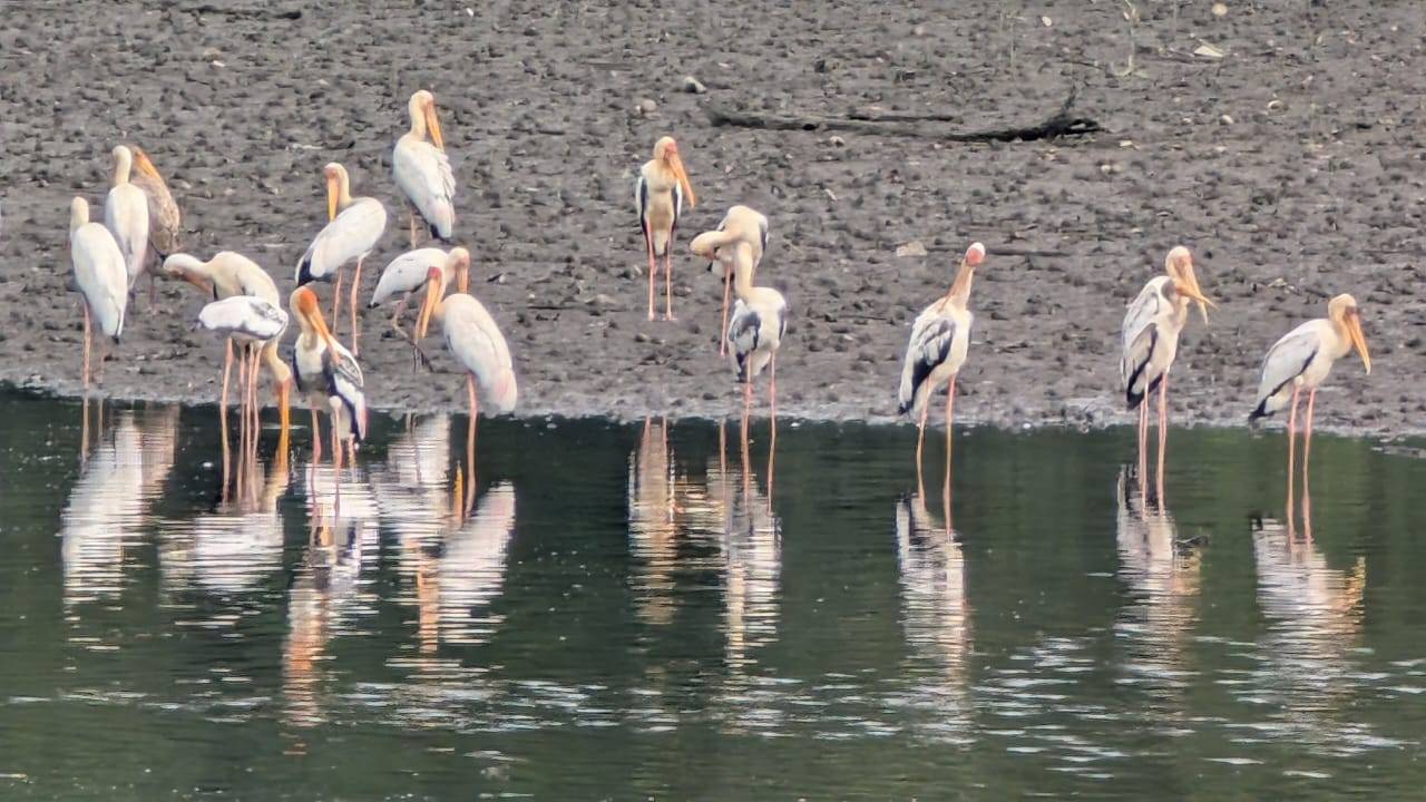 Milky stork