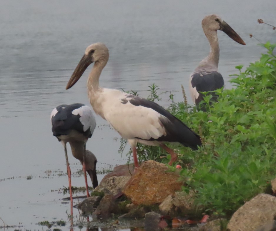 Asian openbill stork