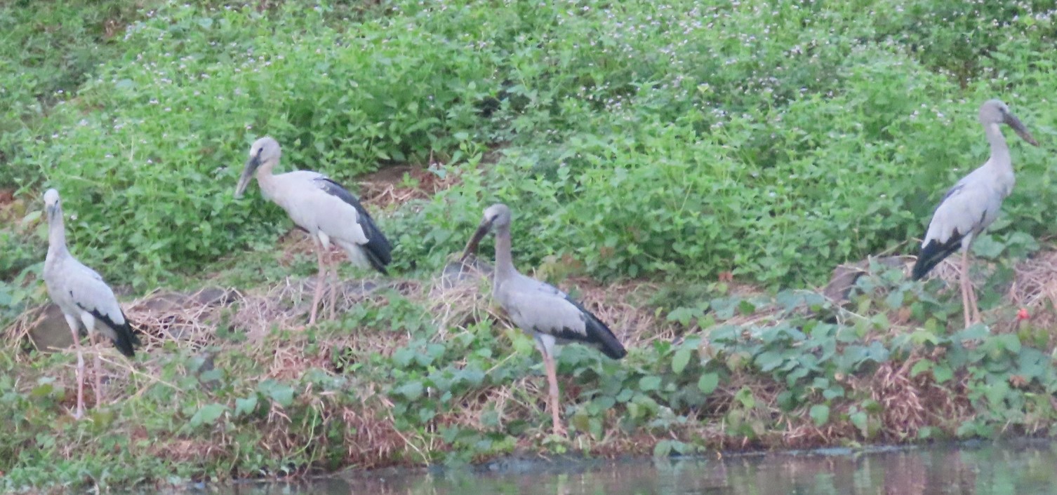 Asian openbill stork