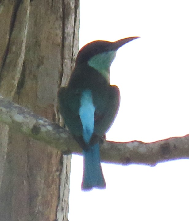 Blue-throated bee-eater