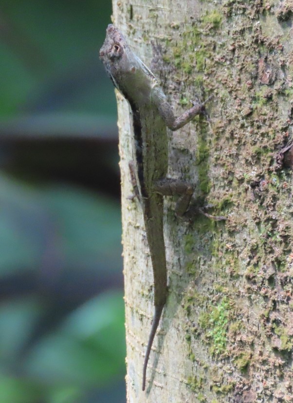 Brown anole
