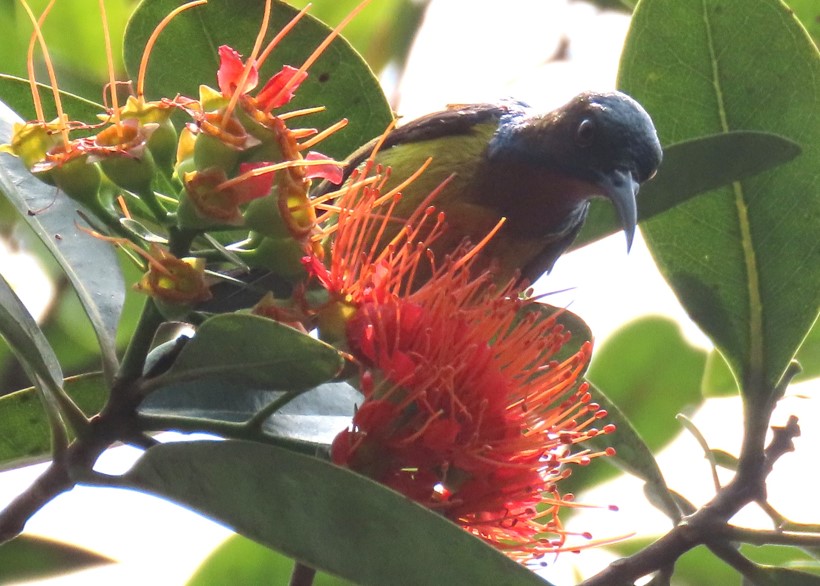 Brown-throated sunbird