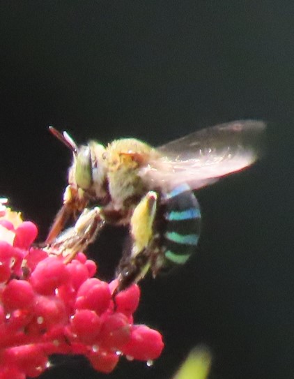 Sunda blue banded digger bee