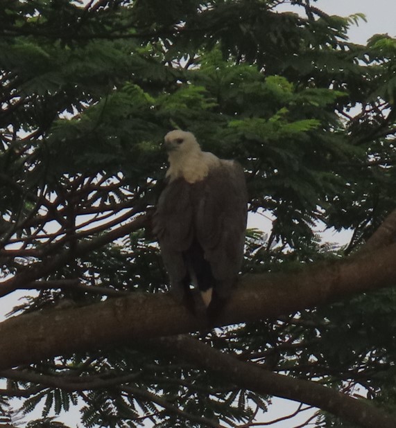 White-bellied sea eagle