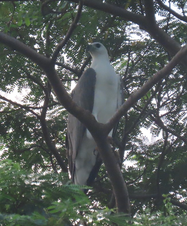 White-bellied sea eagle