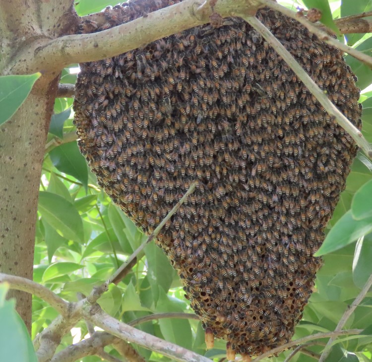 Asian honey bee
