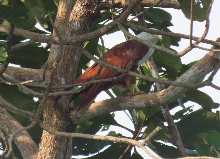 Brahminy kite