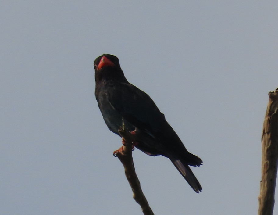 Oriental dollarbird
