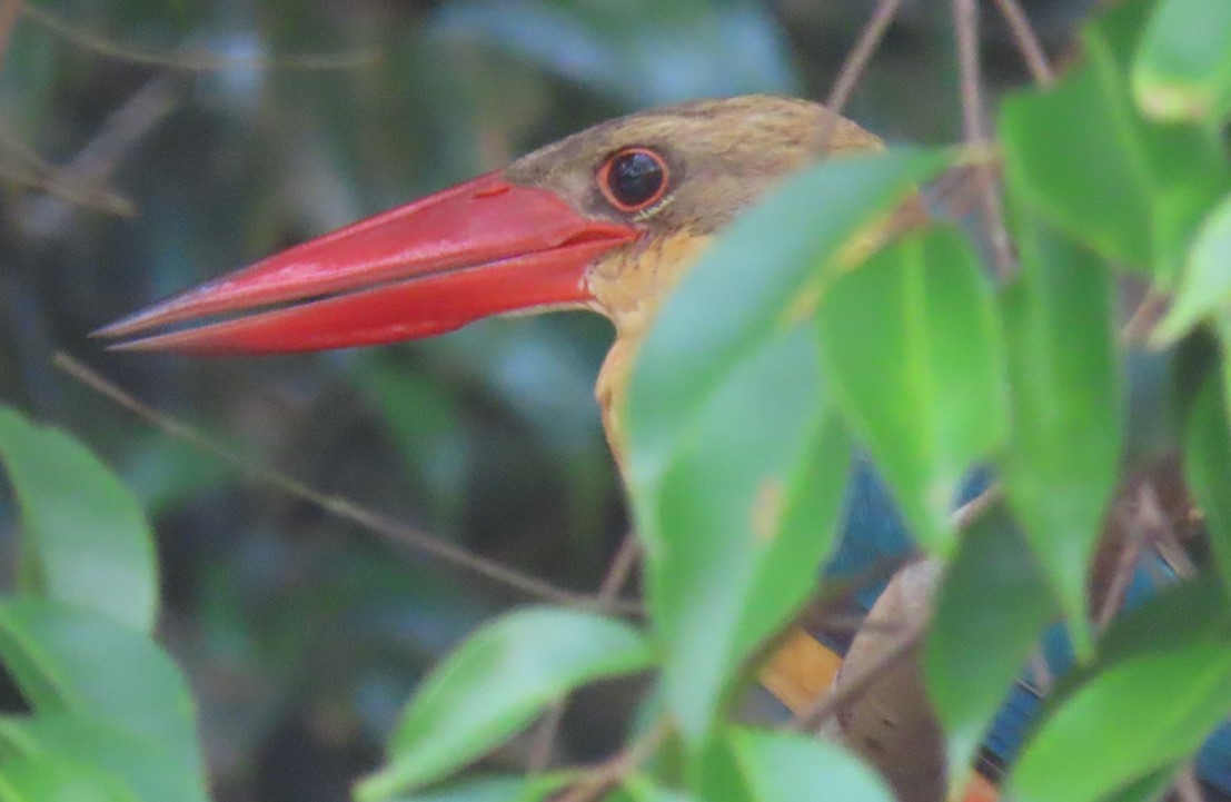 Stork-billed kingfisher