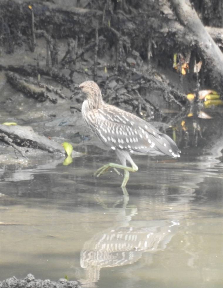 Juvenile black crowned night heron 