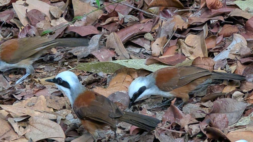 White breasted laughing thrush
