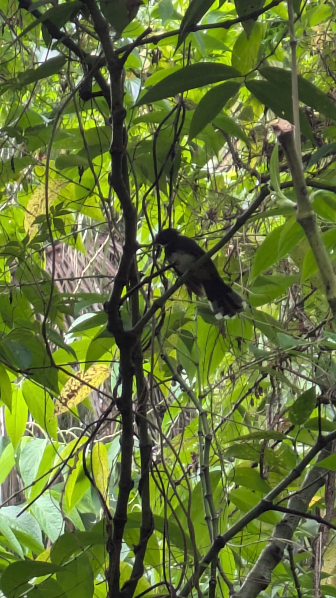 Malaysian pied fantail