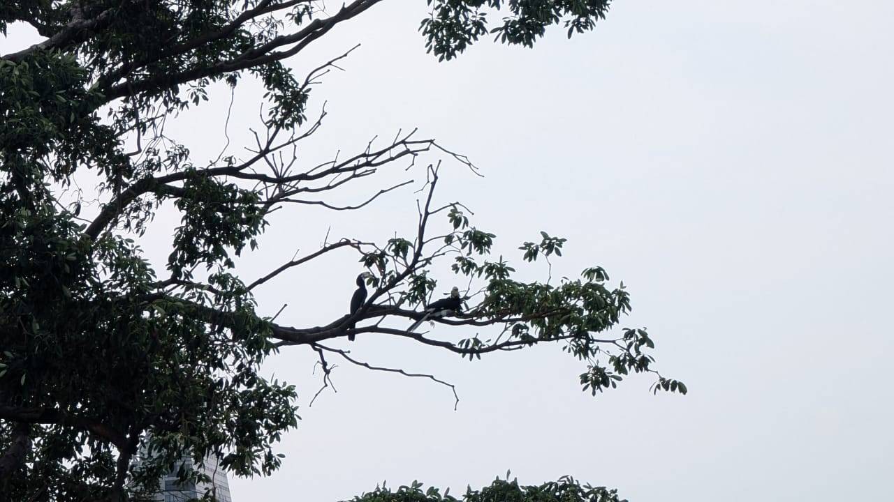 Oriental pied hornbill