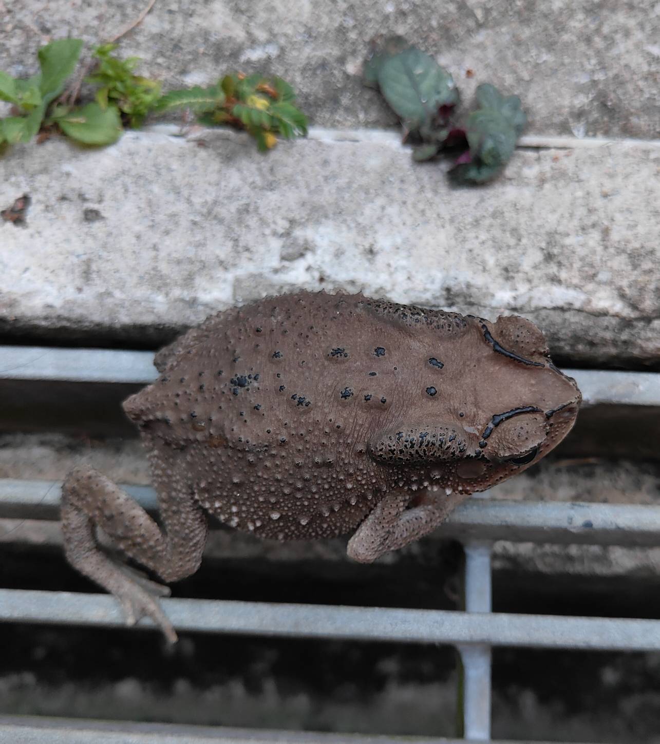 Duttaphrynus melanostictus - asian common toad