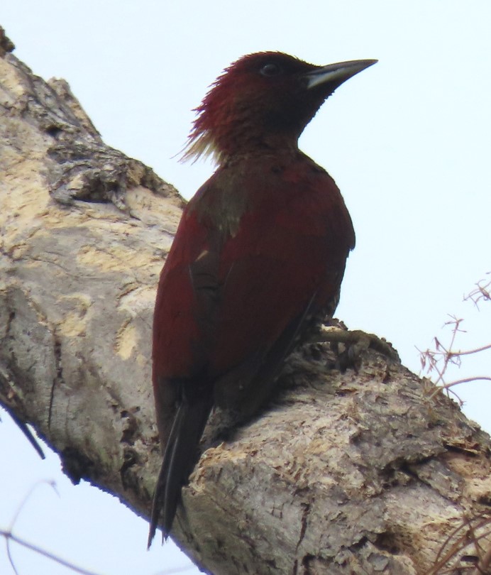 Banded woodpecker