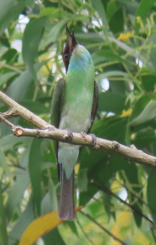 Blue-throated bee-eater