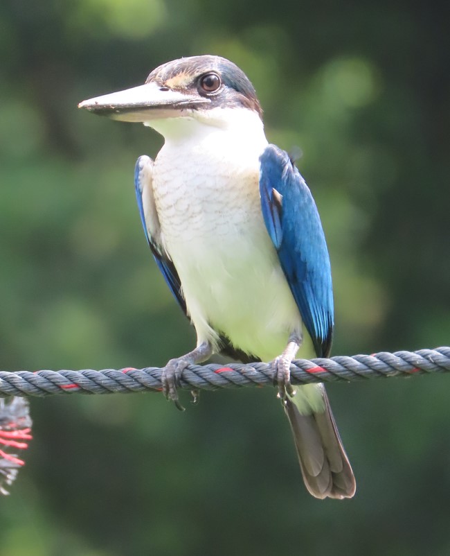 Collared kingfisher