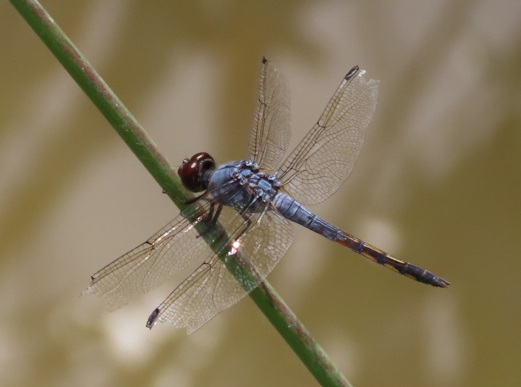 Common chaser