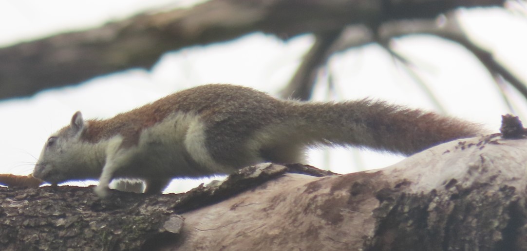 Finlayson's squirrel