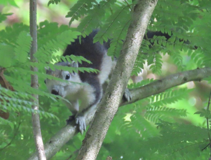Finlayson's squirrel