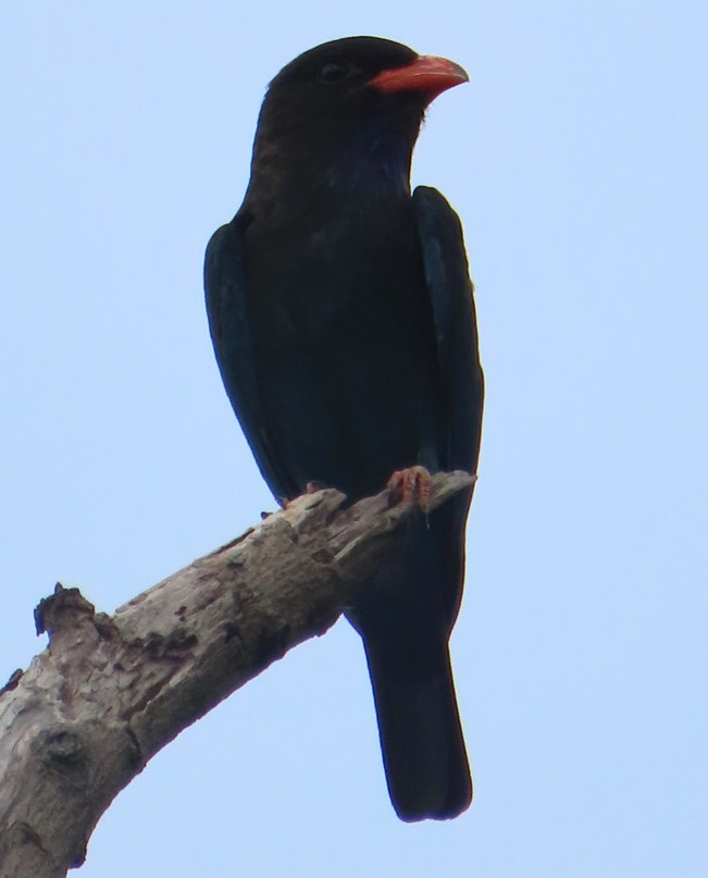Oriental dollarbird