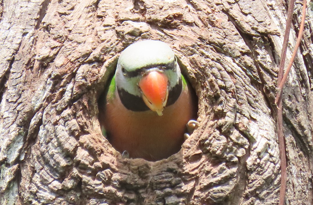 Red-breasted parakeet