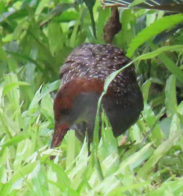 Slaty breasted rail