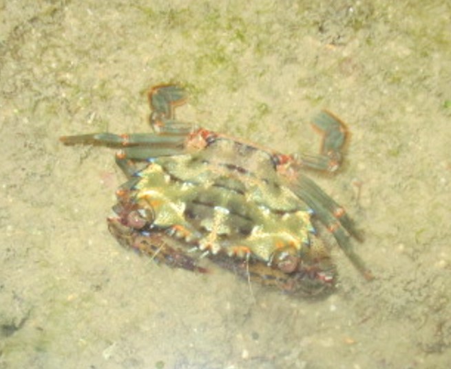Blue-spined swimming crab?