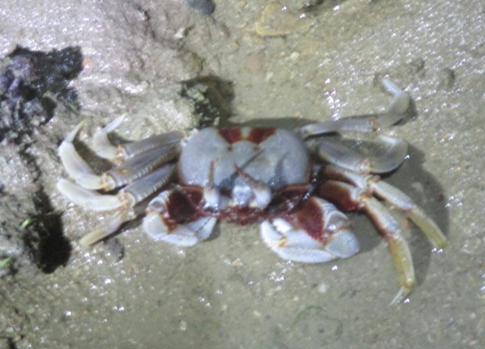 Horn-eyed ghost crab