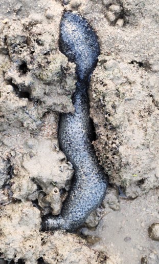 Long black sea cucumber
