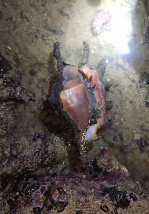 Spider conch