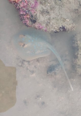 Blue-spotted fantail ray