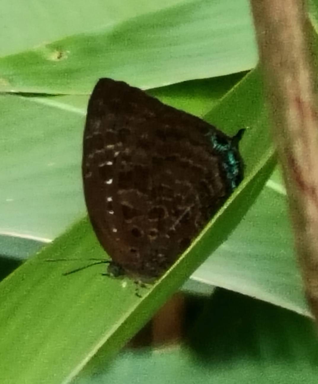 Arhopala centaurus nakula - centaur oakblue