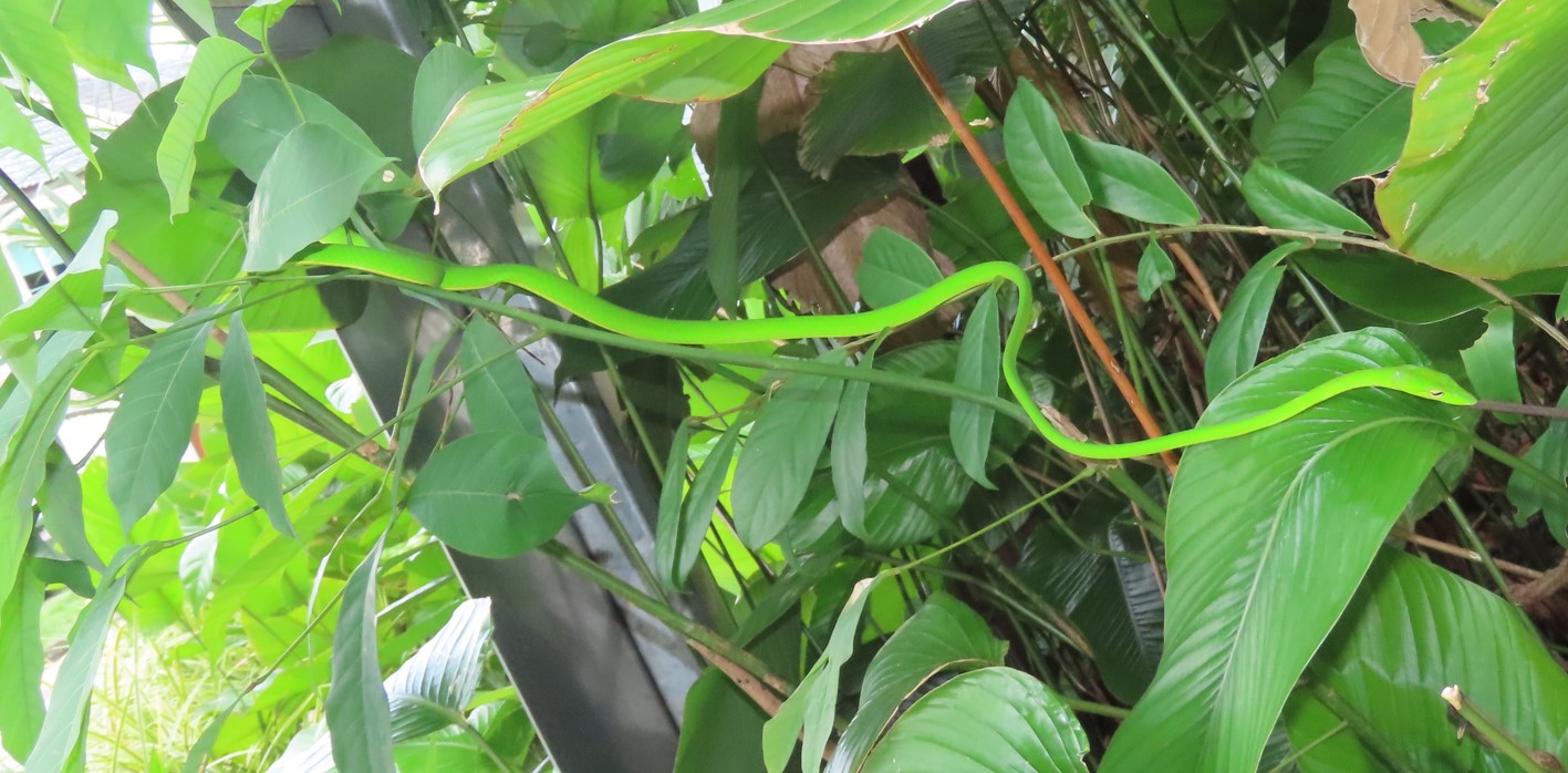 Oriental whip snake