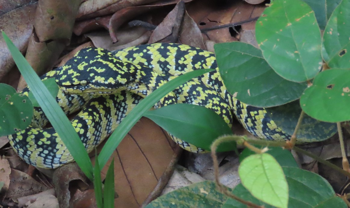 Wagler's pit viper