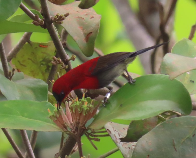 Crimson sunbird