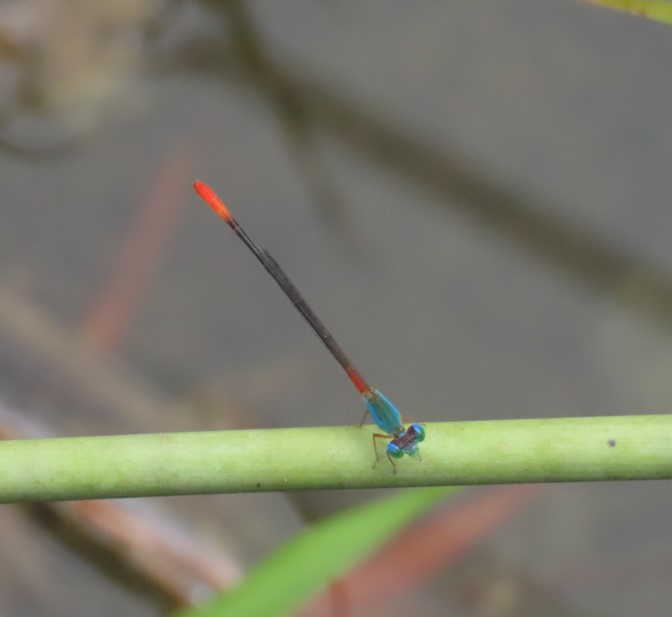 Ornate coraltail