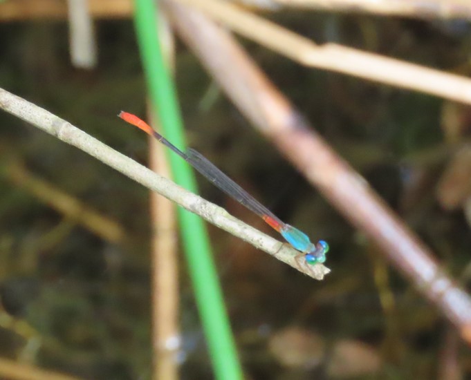 Ornate coraltail