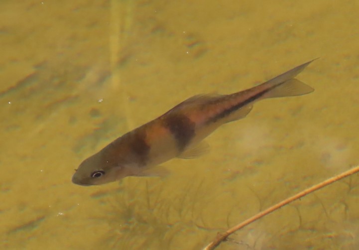 Spanner barb