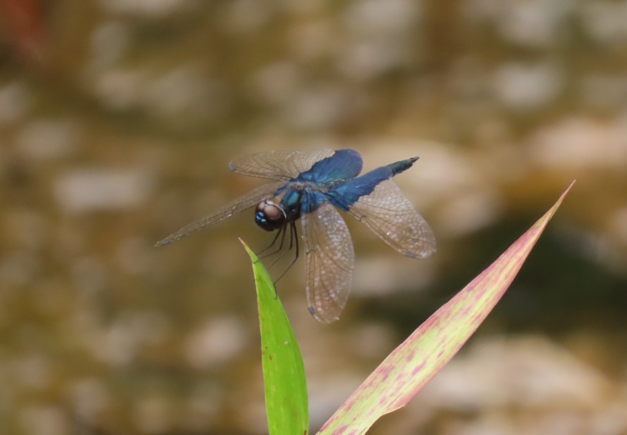 Sapphire flutterer
