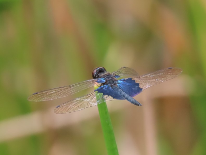 Sapphire flutterer