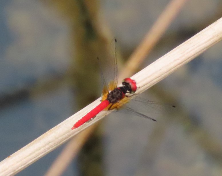 Scarlet pygmy 