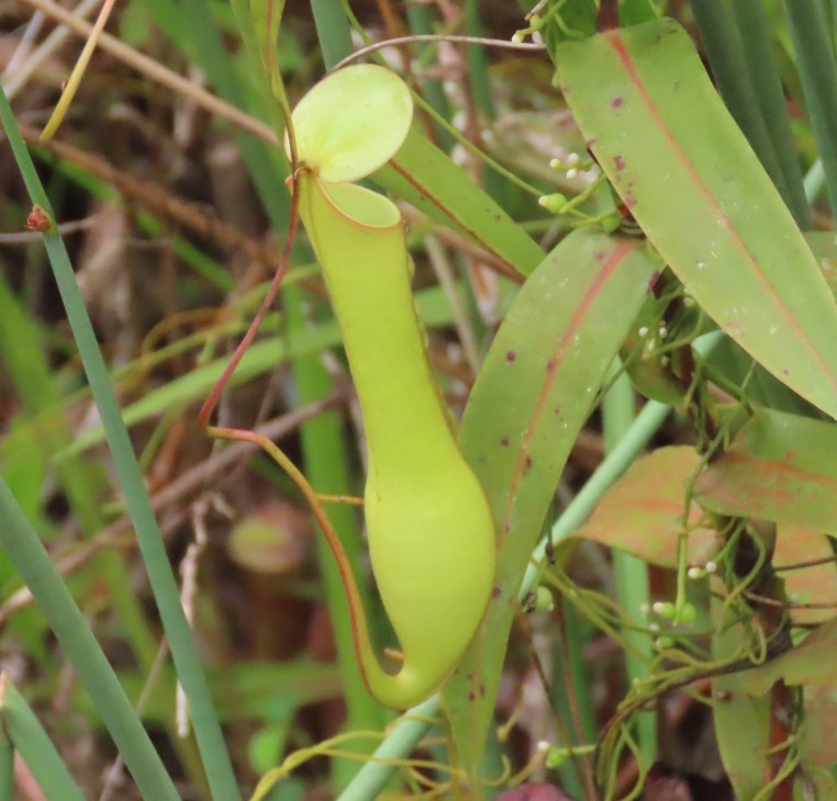 Slender pitcher