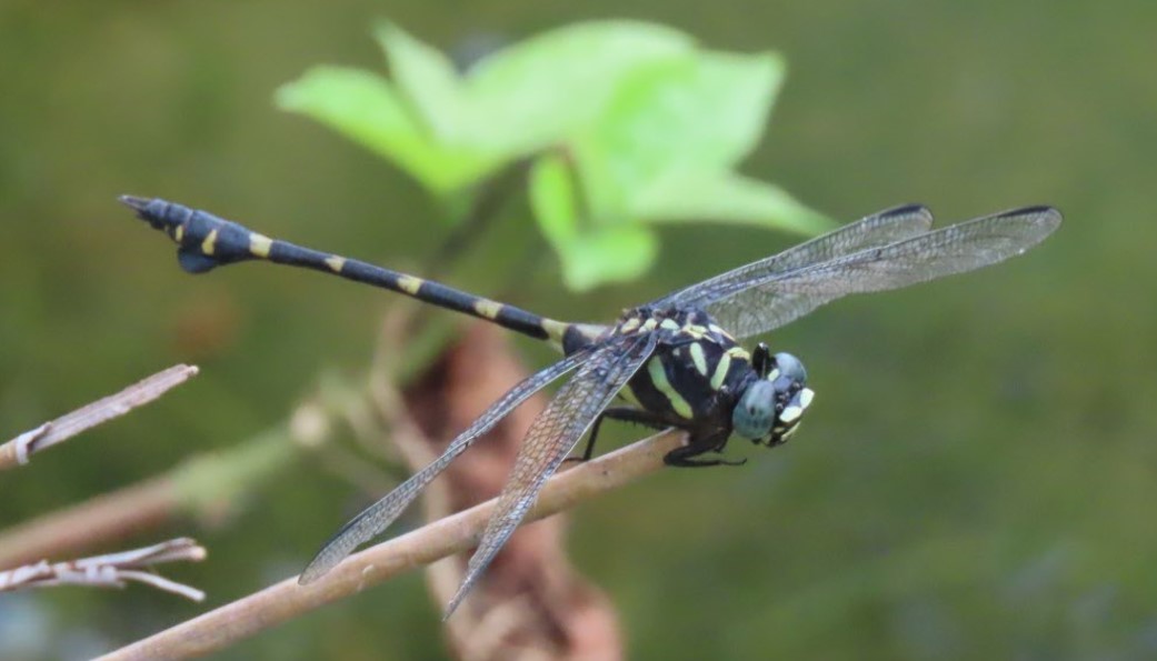 Common flangetail