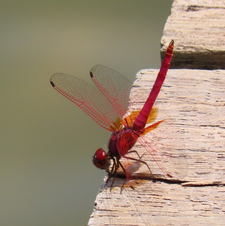 Crimson dropwing