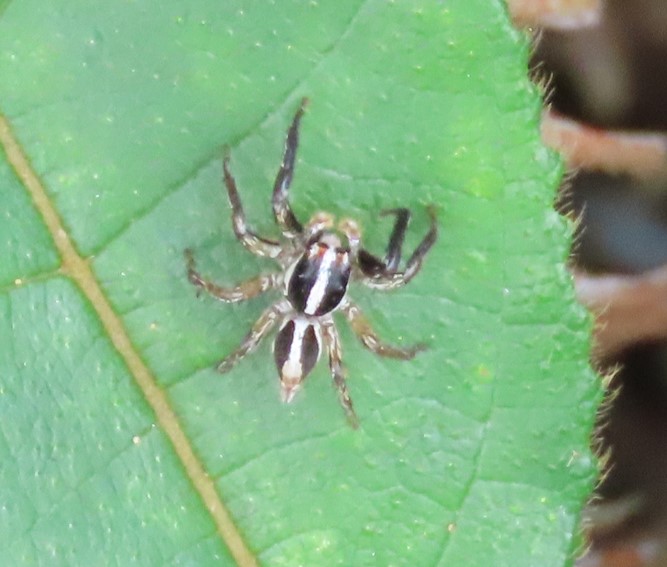 Jumping spider