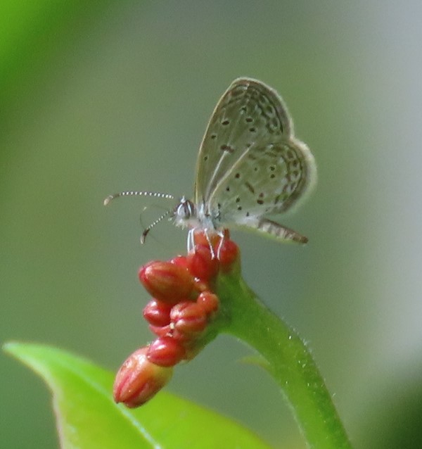 Pygmy grass blue