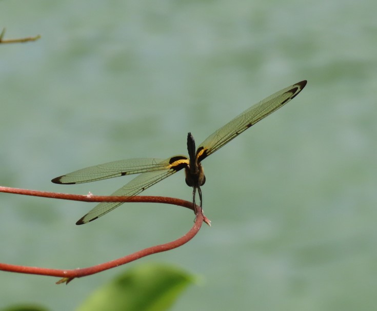 Yellow barred flutterer