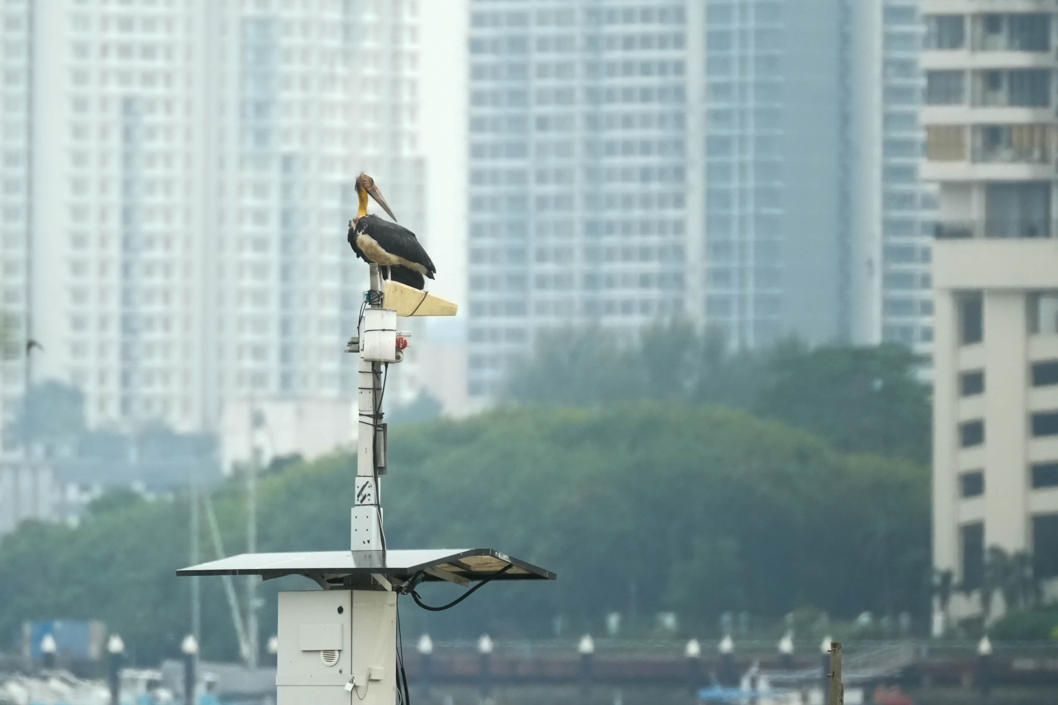 Lesser adjutant