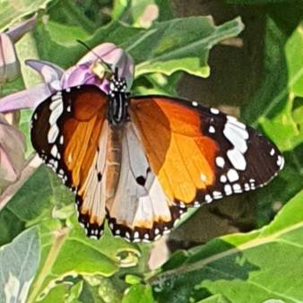 Plain tiger butterfly